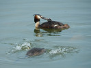 U potápky roháče (Podiceps cristatus) se o mláďata starají oba rodiče. Foto A. Nováková