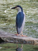 Kvakoš noční (Nycticora nycticorax). PR Vrbenské rybníky. Foto A. Nováková