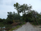 Po vichřici byla řada stromů polámána nebo vyvrácena. Foto A. Nováková
