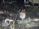 Slípka zelenonohá (Gallinula chloropus) v prosinci 2021 na zamrzlé tůni u Nového vrbenského rybníka. Foto A. Nováková