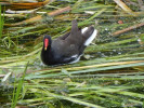 Slípka zelenonohá (Gallinula chloropus) v červnu 2019 na samočisticí nádrži u Bauhausu v blízkosti přírodní rezervace. Foto A. Nováková