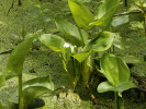 Ďáblík bahenní (Calla palustris) je možné v současnosti vidět v tůňce v blízkosti Nového vrbenského rybníka. Foto A. Nováková