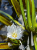 Květ a na okraji ostře pilovitě zubaté listy řezanu pilolistého (Stratiotes aloides). Foto A. Nováková