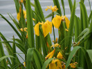 Výrazné květy kosatce žlutého zdobí v pozdním jaru hráze rybníků. Foto A. Nováková