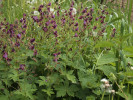 Kakost hnědočervený (Geranium phaeum) je v Poorličí ještě hojným  prvkem z východu, který dál do Čech zvolna vyznívá a mizí. Foto P. Kovář