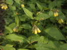 Kostival hlíznatý (Symphytum tuberosum) z okraje lesa u Brandýsa nad Orlicí. Foto P. Kovář