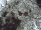 U kůrovců byl popsán také entomopoxvirus (ItEPV) nápadný svými sendvičovými sporami ve střevě hostitele. Foto K. Lukášová