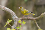 Dospělý samec má v hnízním období výrazně žlutozelené zbarvení, nápadné je zejména zářivě žluté pole v křídle, které představuje spolehlivý determinační znak. Foto V. Štofflová 