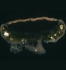 Příčný řez apoteciem lišejníku  misnička světlejší (Lecanora chlarotera) v polarizovaném světle. Velké bílé  krystaly šťavelanu vápenatého jsou  zřetelné ve svrchní vrstvě plodnice  (excipulum). Foto J. Malíček