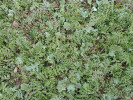 Porost ozimé řepky založený s doprovodnými vymrzajícími plodinami –  směska tvořená svazenkou  vratičolistou (Phacelia tanacetifolia),  jetelem egyptským (Trifolium alexandrinum, drobné listy u země). Foto P. Hanáková  Bečvářová
