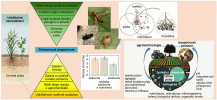  Intercropping se významnou měrou  podílí na podpoře environmentální   udržitelnosti zemědělských systémů  v různých směrech, současně však   přispívá k zajištění nutričně bohatých  potravin. Připraveno na základě: P. Chau han a kol. (2023), D. C. Topa a kol.  (2025), N. Gentsch (www.leguminose.eu).  Orig. P. Hanáková Bečvářová