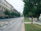 Příklad studovaných městských biotopů. Hlavní třída – ulice Veveří v Brně. Foto M. Chytrý