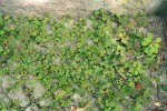 Šťavel růžkatý plazivý (Oxalis corniculata var. repens) a pryšec okrouhlý (Euphorbia peplus) ve spáře dláždění v Halle nad Sálou. Foto Z. Lososová