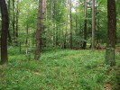 Bezkolencová borová doubrava na lokalitě Bor ve Džbánu hostí populace zvonovce. Foto R. Prausová