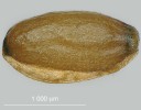 Semeno zvonovce liliolistého. Snímek ze světelného mikroskopu.  Foto J. Vaněček, KEYENCE