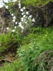 Zvonovec liliolistý (Adenophora liliifolia) na lokalitě Pusté pole v západní části Slovenského ráje. Foto R. Prausová