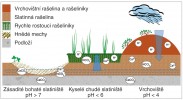 Zjednodušené schéma vývoje rašeliniště od zásaditého slatiniště po vrchoviště. Slatiniště vzniklo kolem pramene vyvěrajícího z podloží bohatého na uhličitan vápenatý (CaCO3). Převládající „hnědé“ mechy, které vápnitou vodu tolerují, po­stupně nahromadily vrstvu slatinné rašeliny. Tím se povrch slatiniště vzdálil vodní hladině, ochudil o vápenaté a hydrogen­uhličitanové ionty, a tedy okyselil. To umožnilo rozšíření rychle rostoucích rašeliníků, které povrch rašeliniště ještě více izolovaly od podzemní vody, okyselily a ochudily o živiny i druhovou rozmanitost. V příhodných místech může hromadění rašeliny pokračovat až do té míry, že se vegetace úplně vymaní z vlivu podzemní vody. Vzniká vrchoviště odkázané na vodu a živiny z atmosféry. Orig. T. Hájek