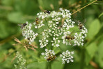 Na květech miříkovitých rostlin (Apiaceae) můžeme pozorovat obrovskou rozmanitost pestřenek i jiných skupin dvoukřídlého hmyzu (Diptera). Foto J. Hadrava