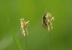 Na pylu si občas mohou pochutnat i skupiny hmyzu, které by nás ani nenapadlo považovat za opylovače, jako třeba střechatky (Megaloptera). Foto J. Štenc
