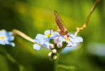 Pomněnka (Myosotis) patří mezi rostliny s vůbec nejmenšími pylovými zrny, mezi její nejčastější opylovače se řadí drobné mušky kroužilky (Empididae) s dlouhými sosáky. Foto J. Hadrava