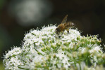 Včela medonosná (Apis mellifera), nejslavnější opylovač – povšimněme si však obrovského balíku pylu na zadních holeních, který včela odnáší do úlu a který neposlouží k reprodukci rostlin. Foto J. Hadrava