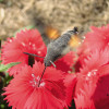 První fotografie, kterou nám ukáže anglická Wikipedie po zadání hesla mutualism – dlouhozobka (Macroglossum), která vysává nektar z květu, aniž by se ale ve skutečnosti dotkla reprodukčních orgánů rostliny. Snímek v souladu s podmínkami použití