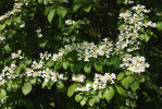Kalina řasnatá (Viburnum plicatum) tvoří velká nápadná květenství s velkým množstvím pylu, ovšem jen minimum nektaru. Opylují ji zčásti brouci a zčásti vítr (anemochorie). Foto J. Hadrava