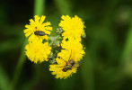 Mouchy a brouci jsou četnými, ale přehlíženými návštěvníky květů. Foto J. Hadrava