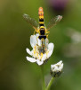 Pestřenka rodu Sphaerophoria saje nektar z řebříčku bertrámu (Achillea ptarmica) – pestřenkovití (Syrphidae) patří k významným skupinám hmyzích opylovačů rostlin. Foto J. Hadrava