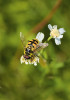 Pestřenky (Syrphidae) jsou jednou z nejnápadnějších a nejpočetnějších skupin dvoukřídlých navštěvujících květy. Foto J. Hadrava
