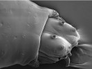 Larva severské octomilky Chymomyza costata pozorovaná elektronovým kryomikroskopem (FESEM JEOL 7401F) za teploty -135 °C. Obr. zachycuje teleskopicky vysunutý předek těla s ústními háčky zarývajícími se do podložky. Snímky: J. Nebesářová, J. Vaněček a V. Košťál