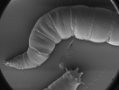 Larva severské octomilky Chymomyza costata pozorovaná elektronovým kryomikroskopem (FESEM JEOL 7401F) za teploty -135 °C. Na obr. lze vidět, že larvy jsou plně hydratované. Larvy dokáží přežít i toto pozorování elektronovým mikroskopem! Snímky: J. Nebesářová, J. Vaněček a V. Košťál