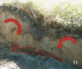 Pohled na kryoturbaci uvnitř půdního profilu. Červené šipky naznačují mechanismus tvorby kryoturbací, tedy mrazového míchání půdy. Foto K. Diáková