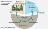 Schematický diagram cyklu uhlíku v suchozemských ekosystémech. Podle předlohy H. Šantrůčkové kreslila M. Chumchalová