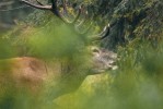 Jelen. NP Šumava. Foto B. Prokůpek, s laskavým svolením dědiců