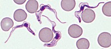 Trypanozoma v krvi myši. Tento prvok a např. krásnoočko s výrazně odlišným způsobem života byli v klasickém systému řazeni do různých říší. Nyní na základě ultrastrukturálních znaků (podobné uspořádání cytoskeletu) a molekulárně-fylogenetických analýz víme, že jsou společně součástí skupiny Euglenozoa (superskupina Excavata). Foto T. Macháček