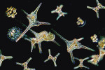 Nápadná obrněnka rodu trojrožec Ceratium hirundinella – velké buňky s typickými dlouhými výběžky (rohy). Foto P. Znachor