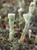 Dutohlávka znetvořená (Cladonia deformis), hojně rozšířený druh ve vyšších polohách České republiky. Se svými nevětvenými a „trumpetovitými“ podecii (vystoupavou částí stélky) mohla být předobrazem pro Prototaxites ve chvíli, kdy se uvažovalo o jeho zařazení mezi lišejníky. Foto O. Peksa