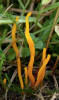 Plodnice kyje žlutotemenného (Clavariadelphus xanthocephalus, předchozí obr.) a kyjovečky hnědavé (Clavulinopsis helvola) mohly být předobrazem pro Prototaxites v dobách, kdy byla zvažována jeho příslušnost mezi houby. Pouze svým tvarem, nikoli velikostí, neboť oba druhy mají plodnice několik centimetrů vysoké, které se „krčí“ v lesním, resp. lučním podrostu. Foto O. Koukol