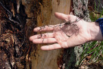 Rhizomorfy václavky (Armillaria sp.) rostoucí pod borkou napadeného smrku ztepilého (Picea abies). Foto O. Koukol