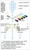 Schéma průtokového cytometru.  Blíže v textu. Upraveno podle: Matsusada Precision (www.matsusada.com). Kreslila R. Bošková