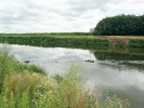 Úsek řeky Moravy, kde byl zjištěn výskyt raků bahenních (Astacus  leptodactylus). Foto M. Chytrý