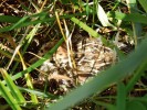 Kuře koroptve polní (Perdix perdix). Foto V. Zámečník