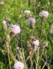 Pcháč rolní (Cirsium arvense) – plevel atraktivní pro opylovače a jeho semena pro ptáky. Foto V. Zámečník