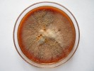 Fusarium sp. – sedmidenní kolonie na sladinovém agaru s typickým uvolňováním červeného pigmentu i do média. Foto A. Nováková