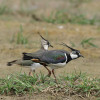 Čejka chocholatá (Vanellus vanellus). Foto S. Harvančík