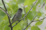 Výrazně přibývající pěnice černohlavá (Sylvia atricapilla). Foto S. Harvančík