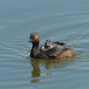 Katastrofálně ubývající potápka černokrká (Podiceps nigricollis). Foto S. Harvančík