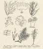 Julius Sachs (Sax) připravil (diktoval v němčině a Purkyňovi žáci hned překládali do češtiny) sérii příspěvků, které tvořily originální učebnici anatomie a fyziolo­gie rostlin. Z článku O tvarech listů vůbec (Živa 1855, 10: 295–303), kapitola Rostliny bez listů. „Řasy: 1. Sphaerococcus.  2. Laminaria. 3. Sargassum. Mechy: 4. Ric­cia. 5. Blasia. 6. Jungermannia flabellata.  7. Jungermannia serpillifolia. 8. Schistostega osmundacea. 9. Hypnum. 10. Mnium.“
