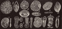 Vyobrazení z původních  Purkyňových článků o kořenonožcích (Živa 1855, 4: 109–115 a 9: 271–281). Skořápky různých rodů „mnohoústných jednodutinných nautiloidek“